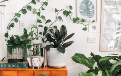 URBAN JUNGLE – Je libo džungličku?